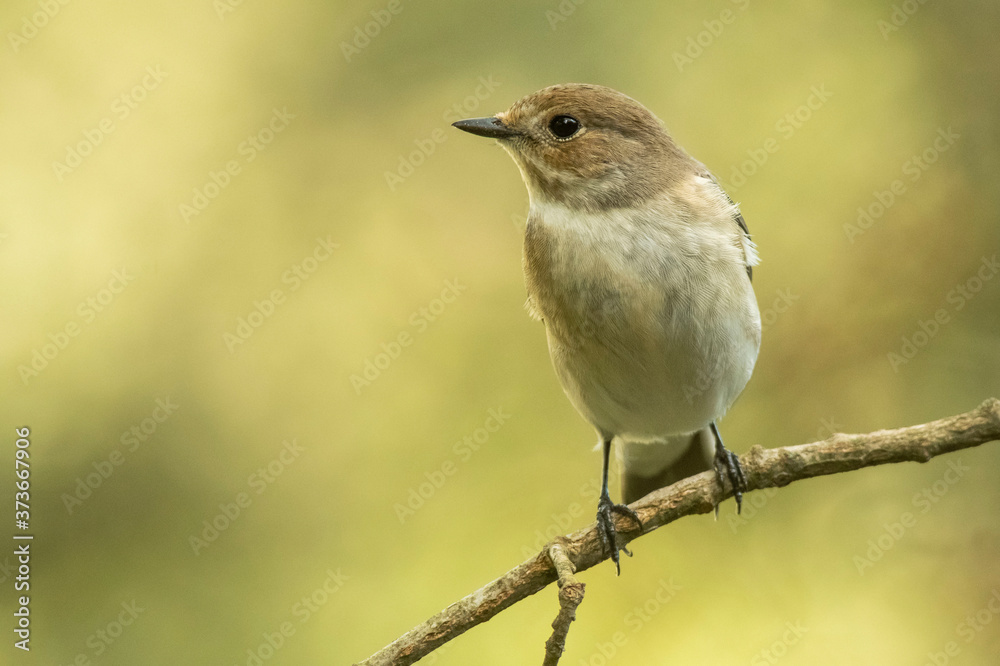 A female european pied flycatcher (Ficedula hypoleuca) A female european pied flycatcher (Ficedula hypoleuca)