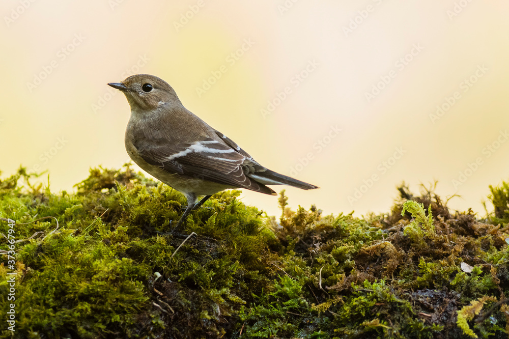 Obraz premium A female european pied flycatcher (Ficedula hypoleuca)
