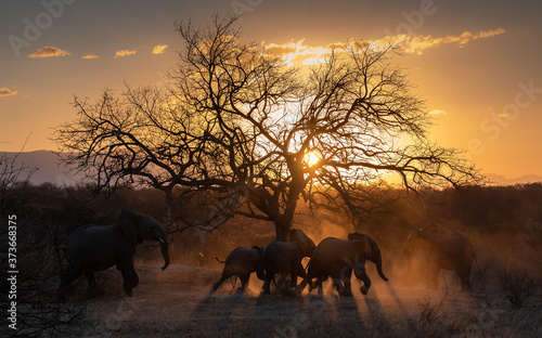 elephant with a sunset