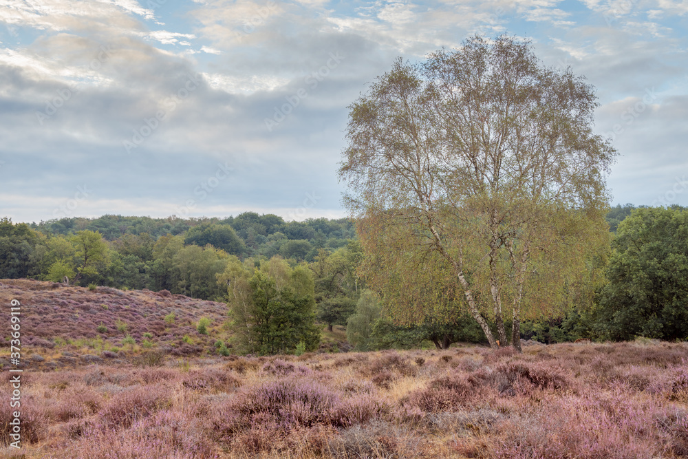 trees in fields and hills of purple heather