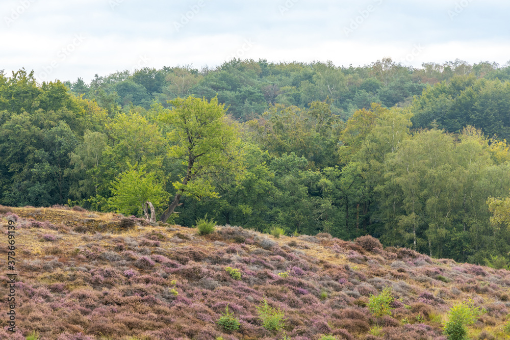 trees in fields and hills of purple heather