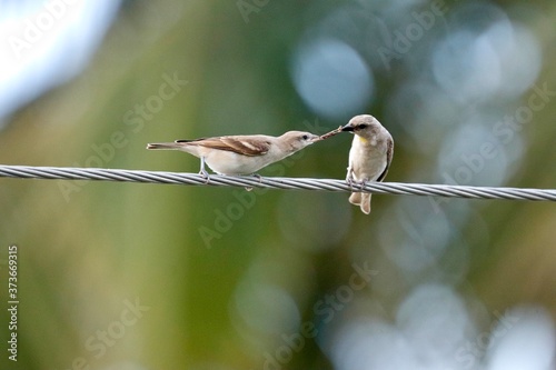 Sparrow on the wire