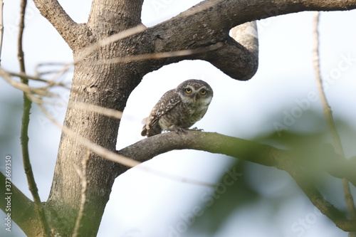 owl sitting on a branch