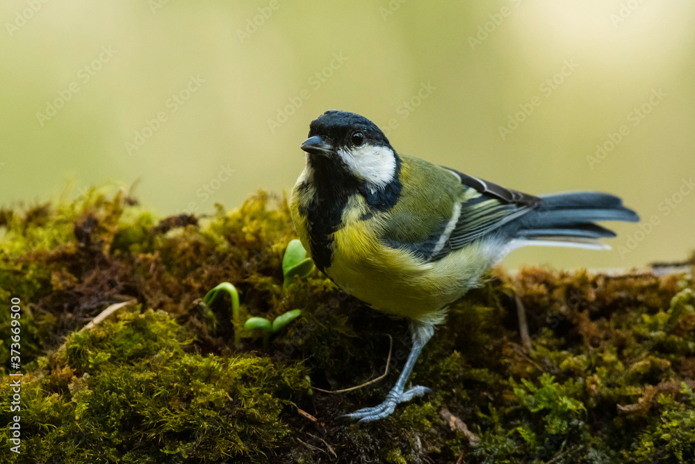 A great tit (Parus major) perched on a moss floor A great tit (Parus major) perched on a moss floor