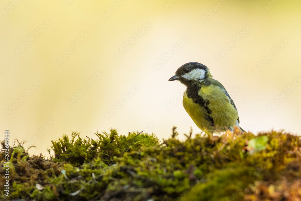 Obraz premium A great tit (Parus major) perched on a moss floor