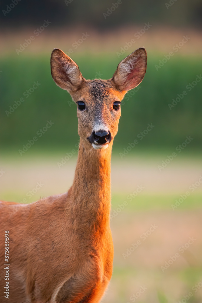 Roe deer, capreolus capreolus, doe watching on field in summer from close up. Wild animal female looking to the camera from detail. Brown gentle mammal watching on grassland. Roe deer, capreolus capreolus, doe watching on field in summer from close up. Wild animal female looking to the camera from detail. Brown gentle mammal watching on grassland.