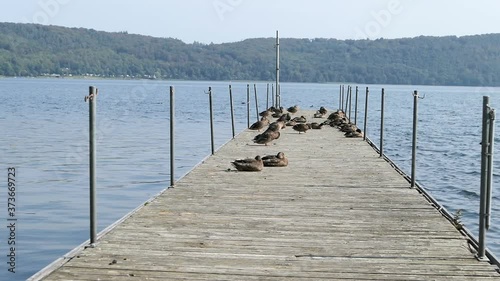 wild ducks resting on jetty of Laacher See Lake in eifel region Germany.