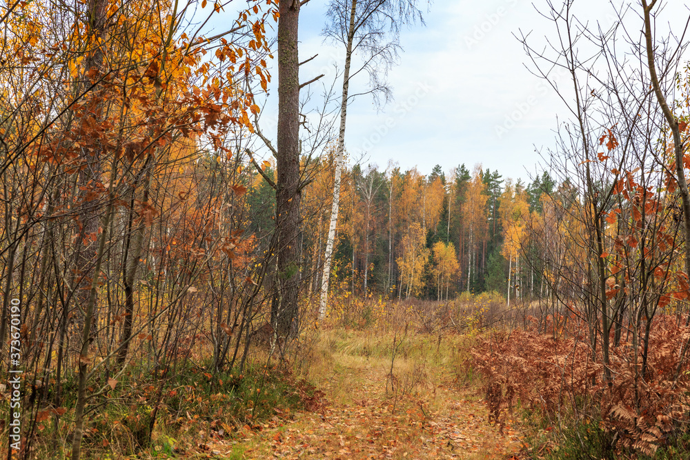 Autumn pine forest and yellow golden deciduous trees, panorama
