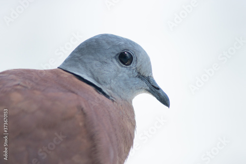 Red Collared Dove, Streptopelia tranquebarica It is a small doves which are native to tropical Asia. The male bird has a gray-blue head. Red-brown wings and body And has a black stripe on the nape photo