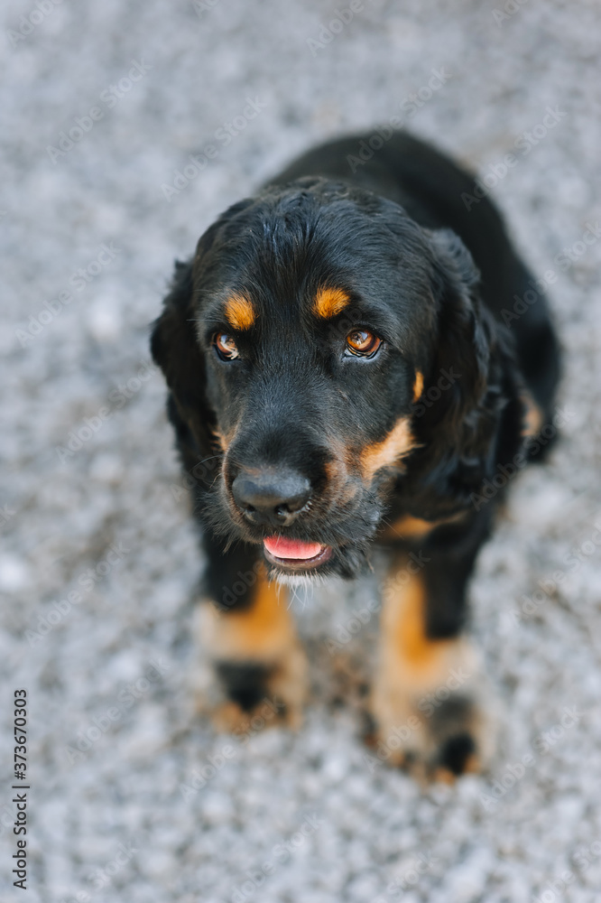Beautiful black-brown dog spaniel close-up. Loyal, old pet. Beautiful black-brown dog spaniel close-up. Loyal, old pet.