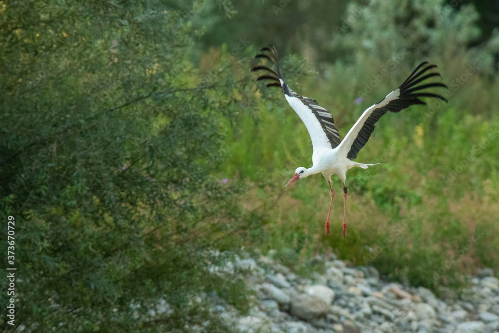 Obraz premium A white stork (Ciconia ciconia) flock during its migration