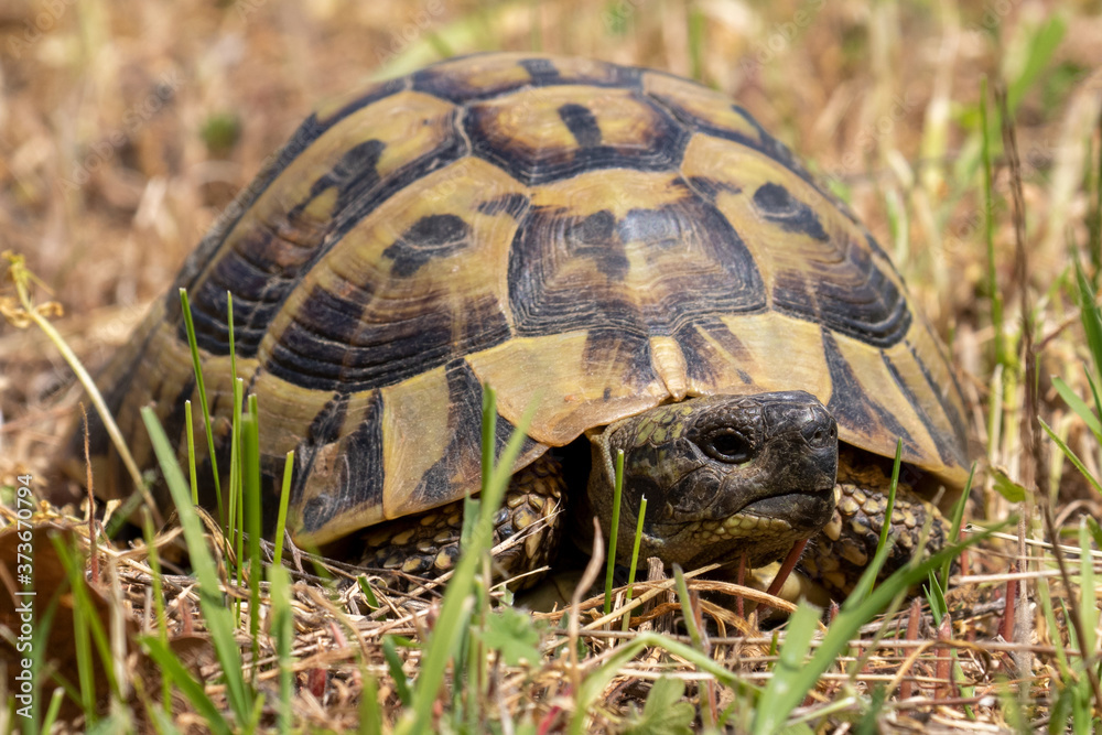 Eine Landschildkröte in der Frontale auf einer Weide Eine Landschildkröte in der Frontale auf einer Weide