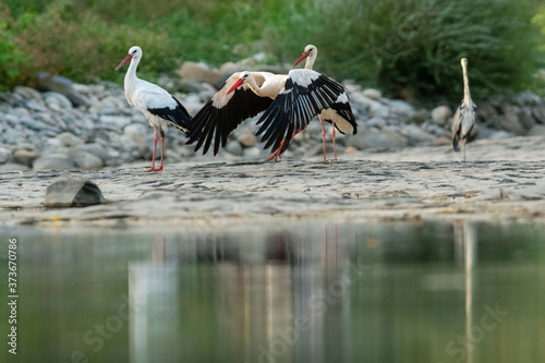 A white stork (Ciconia ciconia) flock during its migration