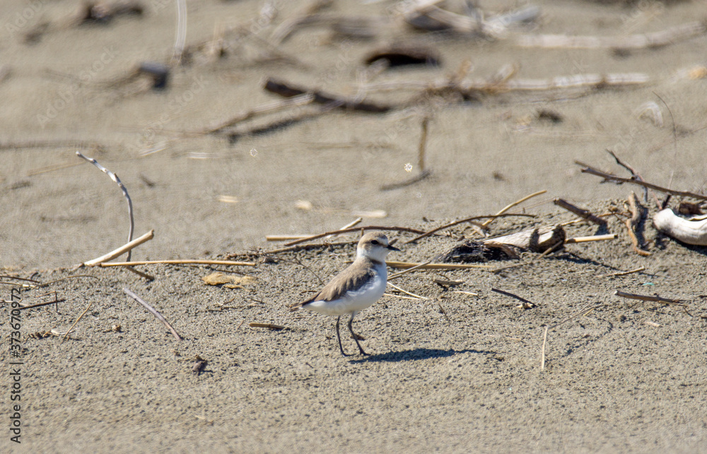 Italy Tuscany Maremma, on the beach towards Mouth of Ombrone, Calidris alba three-toed sandpiper, chick close-up view Italy Tuscany Maremma, on the beach towards Mouth of Ombrone, Calidris alba three-toed sandpiper, chick close-up view
