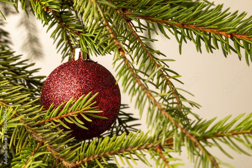 Obraz premium A red Christmas ball hangs on a spruce branch.