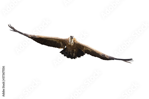 Griffon vulture, gyps fulvus, flying with spread wings isolated on white background. Front view of large bird of prey approaching mid air outdoors cut out on blank with copy space.