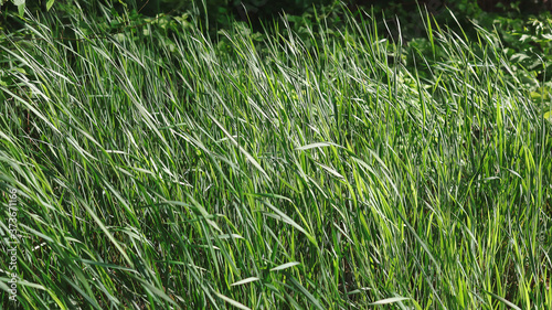 summer grass blown by the wind in the field.