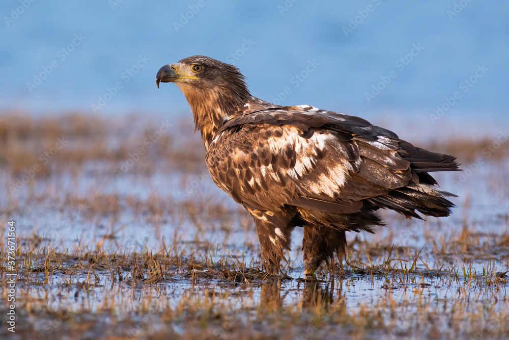 Immature white-tailed eagle, haliaeetus albicilla, standing on flooded meadow in autumn. Magnificent feathered raptor observing on swamp from side. Proud bird of prey watching on marsh. Immature white-tailed eagle, haliaeetus albicilla, standing on flooded meadow in autumn. Magnificent feathered raptor observing on swamp from side. Proud bird of prey watching on marsh.