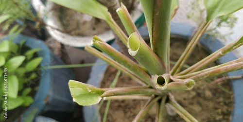 Wallpaper Mural Green plant Torontodigital.ca