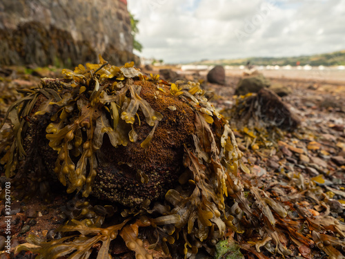 Stones covered with seaweed on a tidal estuary at low tide. River Teign, Shaldon, Devon, UK