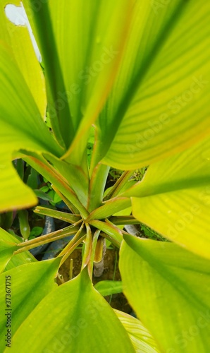 Wallpaper Mural Green plant Torontodigital.ca