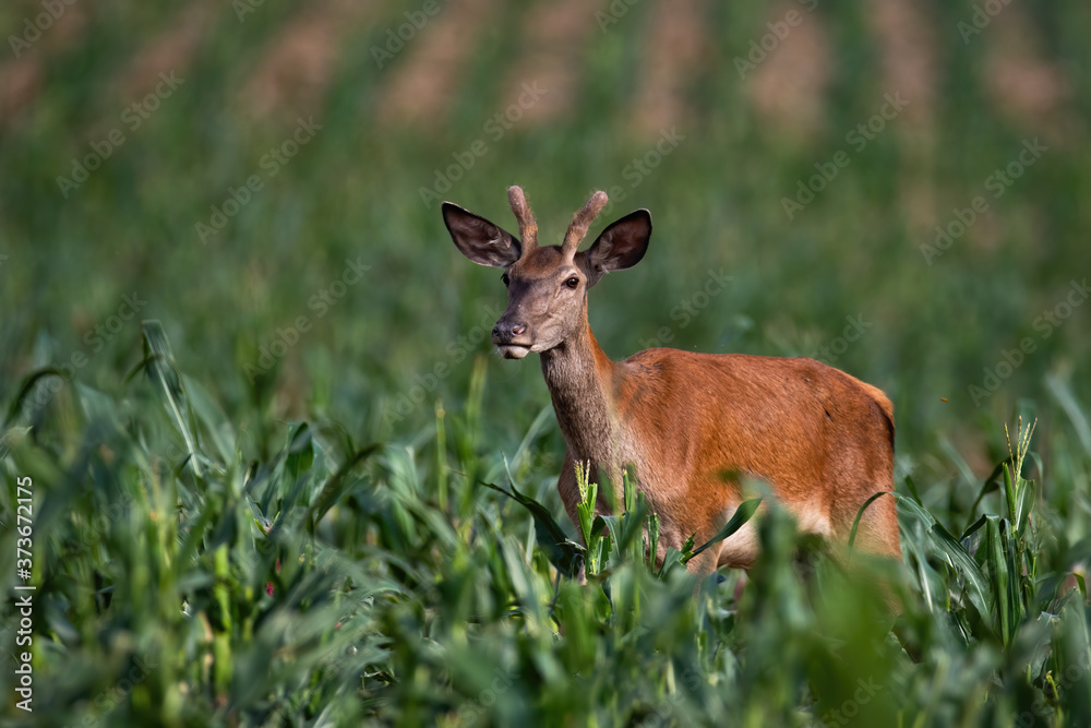 Juvenile red deer, cervus elaphus, satg standing in corn in summer nature. Young animal observing on field in summertime. Wild mammal feeding on farmland from side.