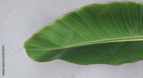 Wallpaper Mural Green plant Torontodigital.ca