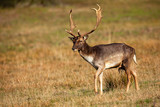 Majestic fallow deer, dama dama, walking on field in autumn nature. Brown stag with spotted fur moving on dry meadow. Wild mammal with massive antlers observing on grassland in fall.