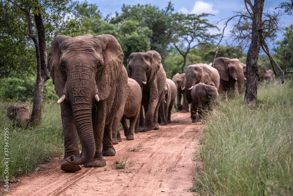 Fototapeta premium Breeding herd of elephant