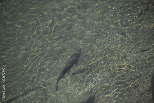 Fische in der Nähe der Quelle des Tarn in Frankreich in klarem Gebirgswasser