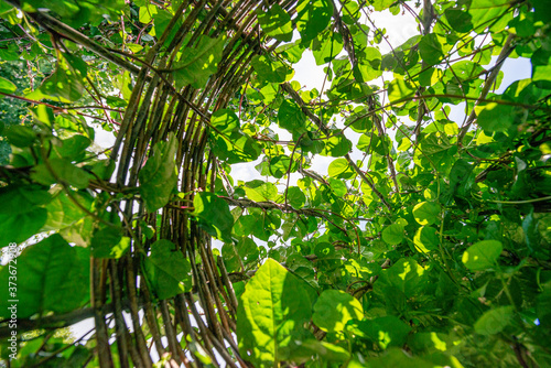 Basella alba malabar spinach growing on photo