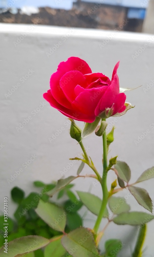 Red Rose Red Rose