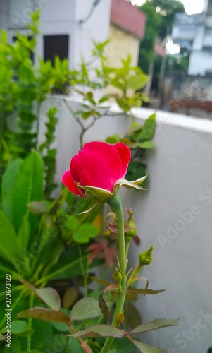 Wallpaper Mural Red Rose Torontodigital.ca