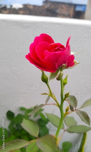 Wallpaper Mural Red Rose Torontodigital.ca