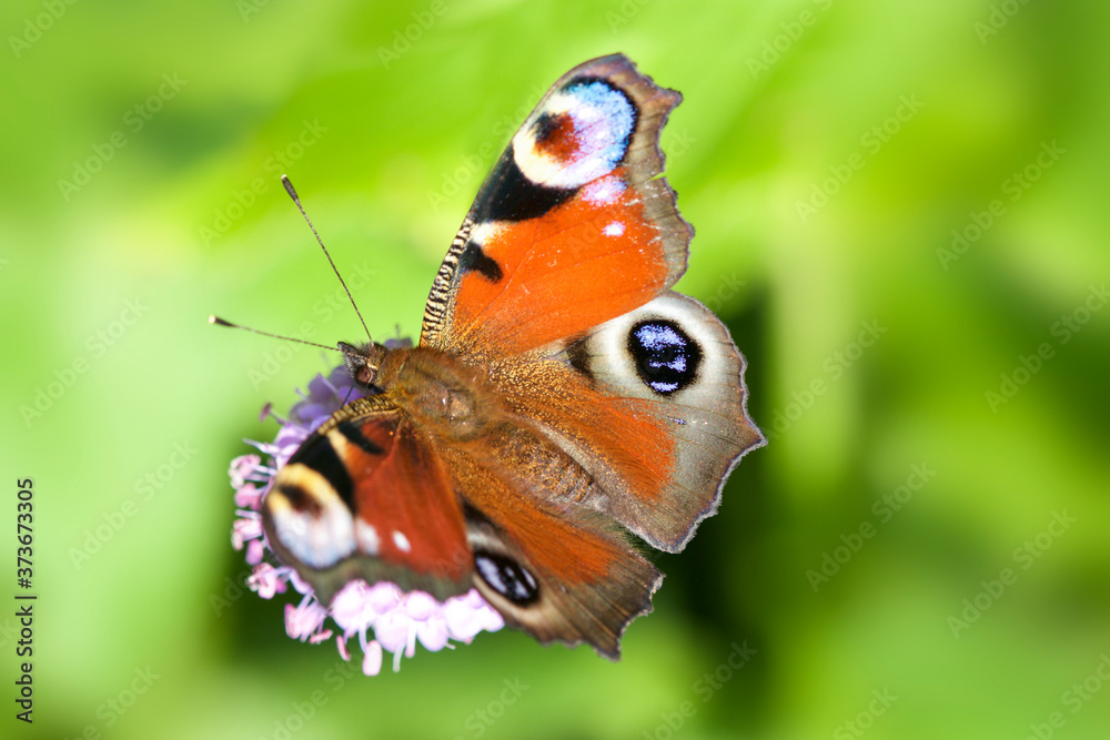 butterfly on flower butterfly on flower