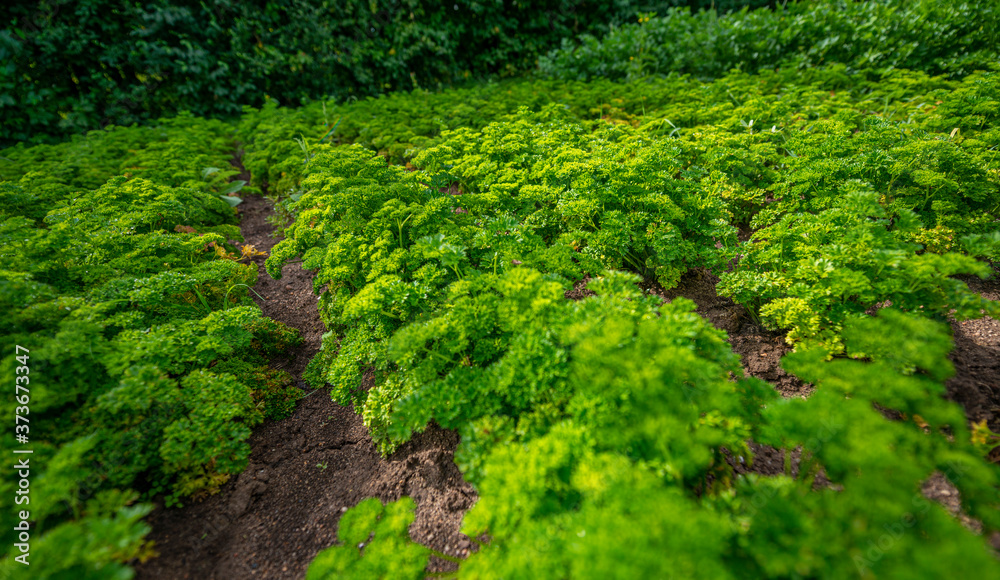 Parsley plant close up growing in the garden Parsley plant close up growing in the garden