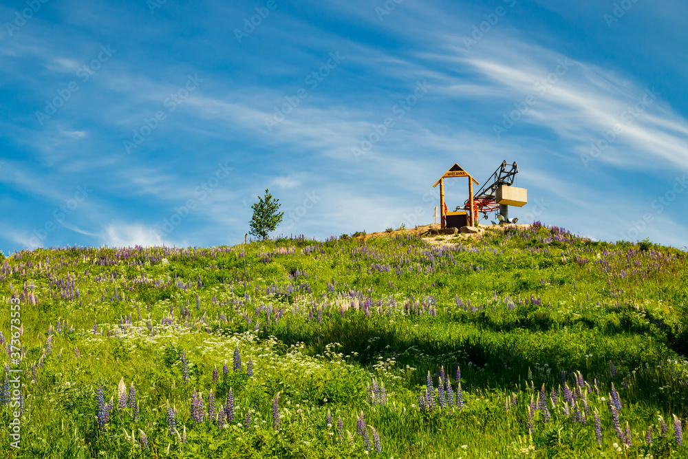 Fototapeta premium Kouvola, Finland - 11 June 2020: Slope Mielakka with blue lupine flowers at summer