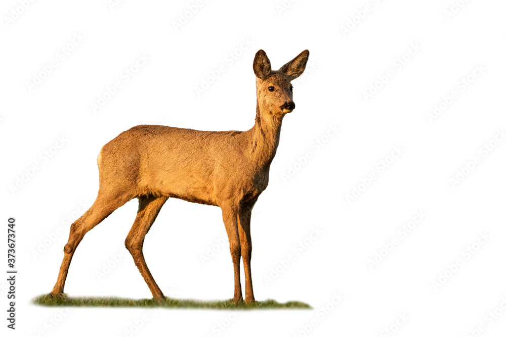Fototapeta premium roe deer, capreolus capreolus, doe standing on grass isolated on white background. Beautiful mammal staring in nature with copy space. Animal female watching cut out on blank.