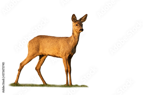 roe deer, capreolus capreolus, doe standing on grass isolated on white background. Beautiful mammal staring in nature with copy space. Animal female watching cut out on blank.