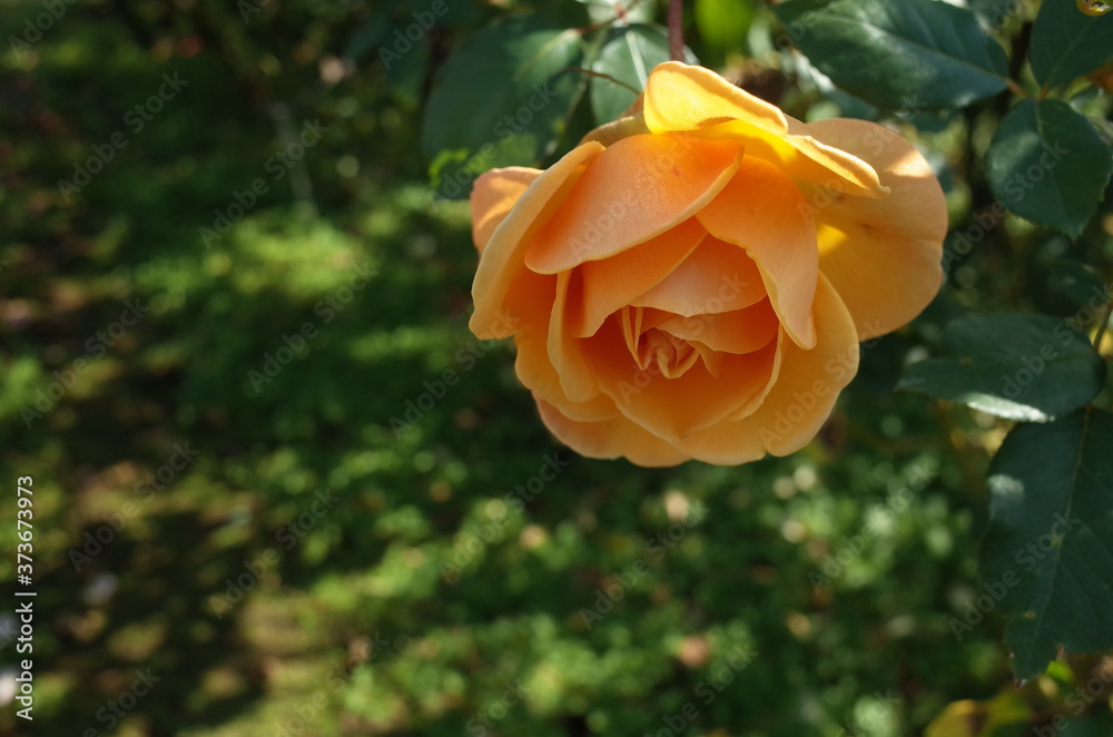 Cream Flower of Rose 'Kupferkonigin' in Full Bloom
Cream Flower of Rose 'Kupferkonigin' in Full Bloom
