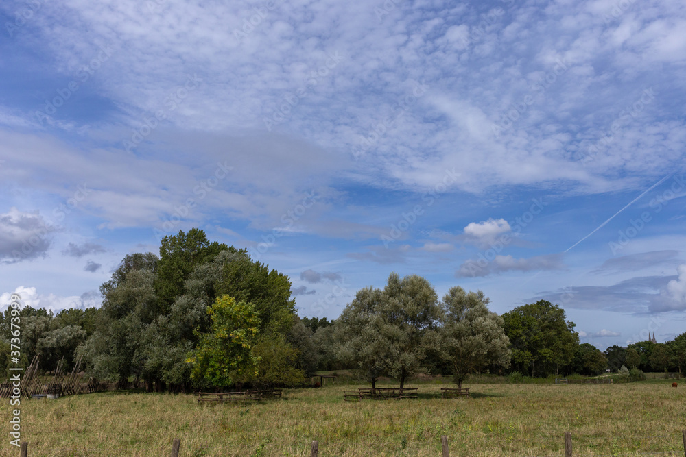 summer outdoor landscape, blue sky and trees with grass field