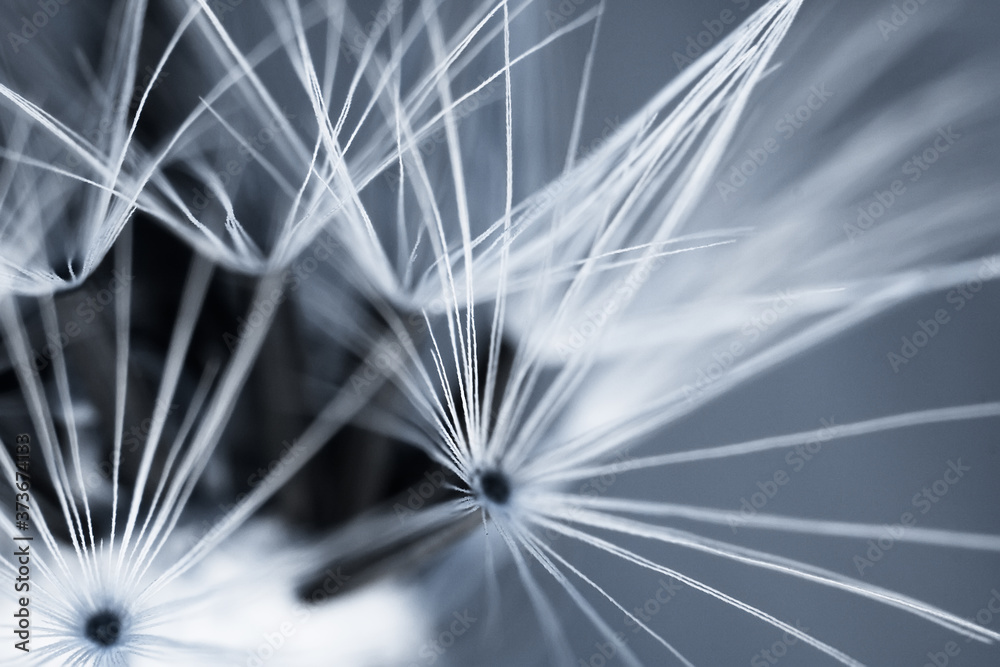 Abstract background with closeup of dandelion seeds. Natural background. - obrazy, fototapety, plakaty 