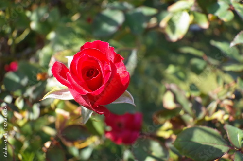 Red Flower of Rose 'Kurenai' in Full Bloom
 photo