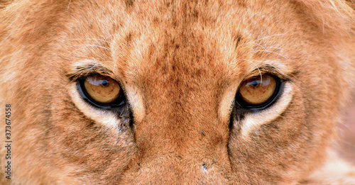 close up of a lion head
