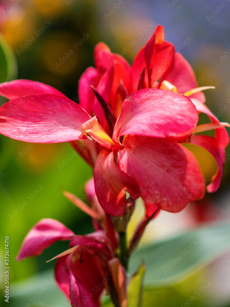 Fototapeta premium Canna flower on natural green and yellow background. Floral background. Pink canna flower close up. Flower bed