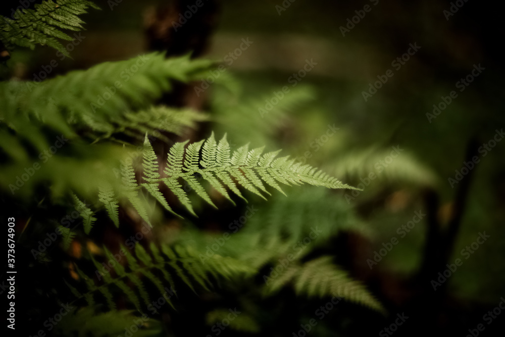 Natural backdrop with green fern leaves on dark blurred bokeh background
