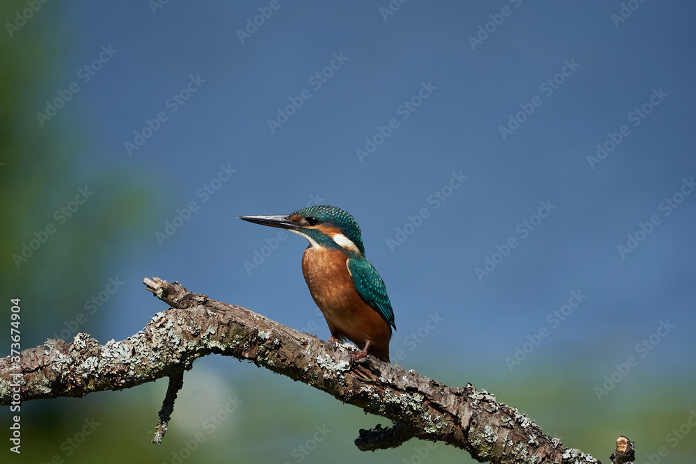 Common kingfisher Alcedo atthis Eurasianon a tree at the river Common kingfisher Alcedo atthis Eurasianon a tree at the river