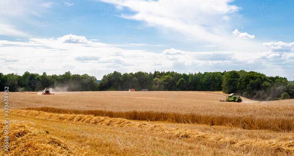 Two modern combines at work in field during wheat harvesting season on sunny day go towards each other. Harvesters harvest seeds of grain crops against backdrop of forest, sky and trucks. View afar