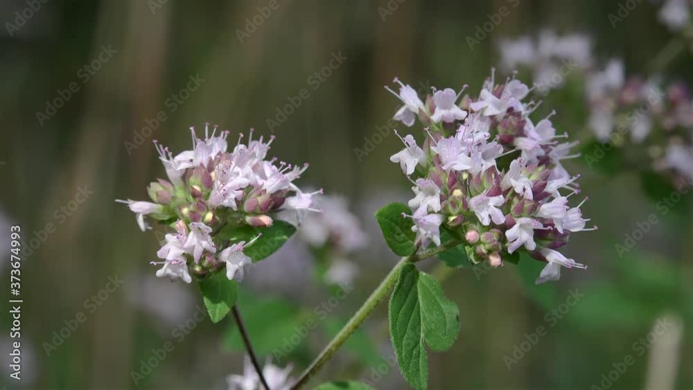 Blooming of the Oregano (Origanum vulgare, wild marjoram). Blooming of the Oregano (Origanum vulgare, wild marjoram).