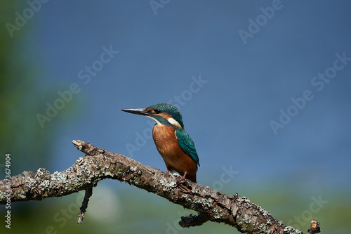 Common kingfisher Alcedo atthis Eurasianon a tree at the river © rocchas75